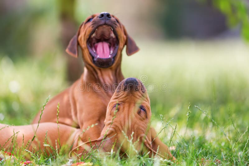Cute rhodesian ridgeback puppies playing on the meadow. Rhodesian puppies stock images, royalty-free photos and pictures