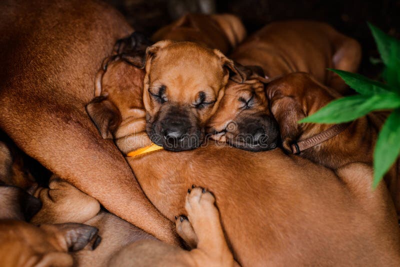 A group of little Rhodesian Ridgeback puppies napping with their mother in nesting location. Rhodesian puppies stock images, royalty-free photos and pictures