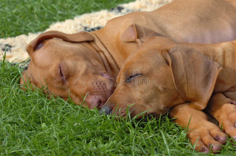 Cute Rhodesian ridgeback puppies sleeping together in the green grass. Rhodesian puppies stock images, royalty-free photos and pictures