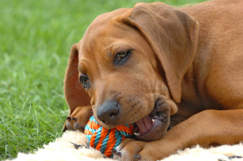 Il Rhodesian ridgeback cucciolo sdraiato sull'erba da masticare una palla colorata.