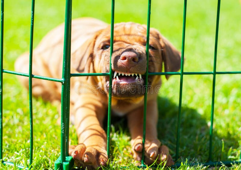 Rhodesian Ridgeback puppy behind fence stock images Rhodesian Ridgeback puppy behind fence stock images