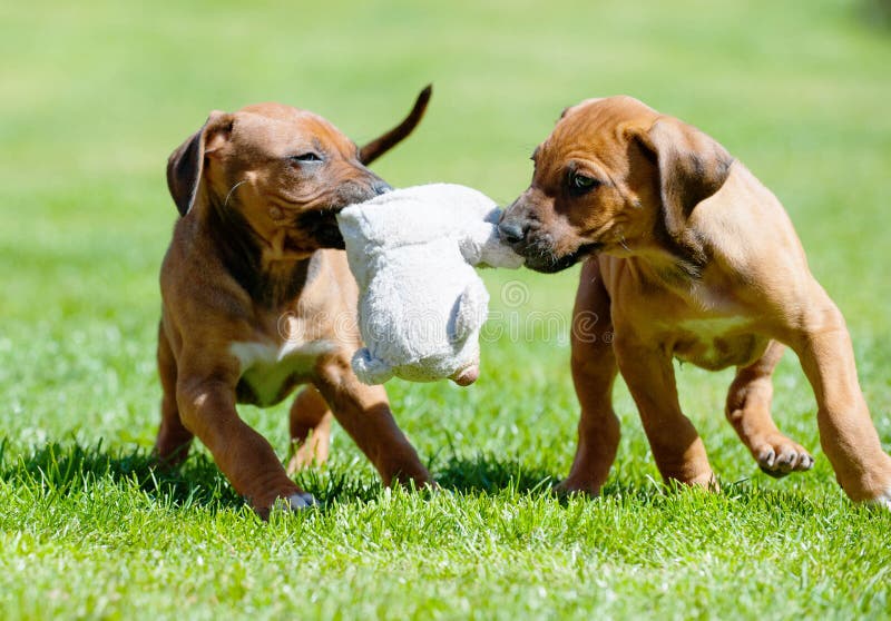 Rhodesian Ridgeback puppy playing with a toy. Two cute african Rhodesian Ridgeback puppies are playing with a toy. The puppies are holding the toy in their mouth royalty free stock photos Rhodesian Ridgeback puppy playing with a toy. Two cute african Rhodesian Ridgeback puppies are playing with a toy. The puppies are holding the toy in their mouth royalty free stock photos