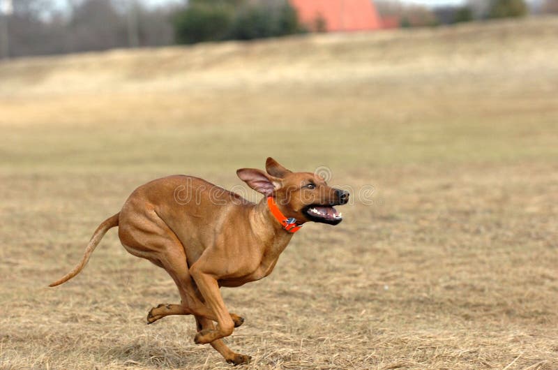 Rhodesian ridgeback running