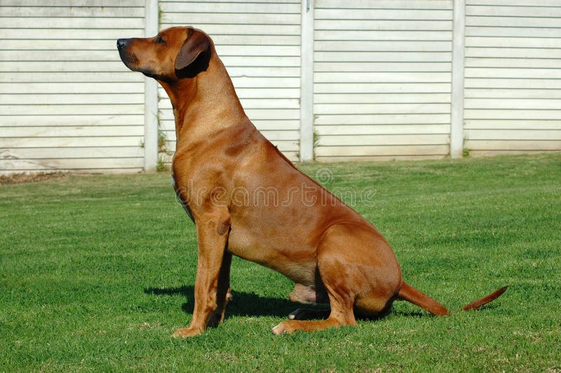 Rhodesian Ridgeback sitting