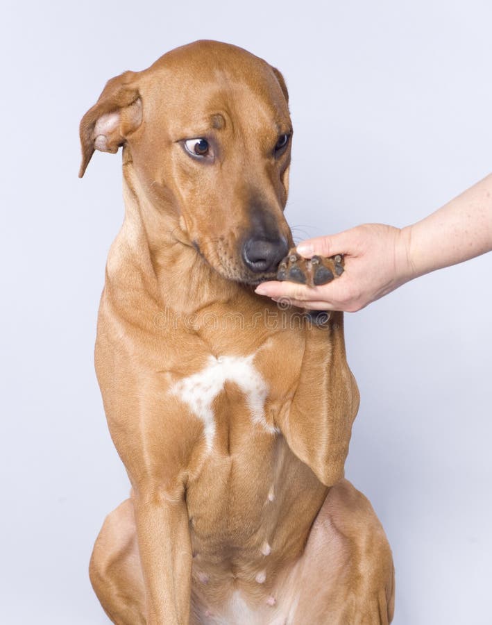Rhodesian Ridgeback Weiblicher Hund, 4 Jahre Alt Stockfoto Bild von