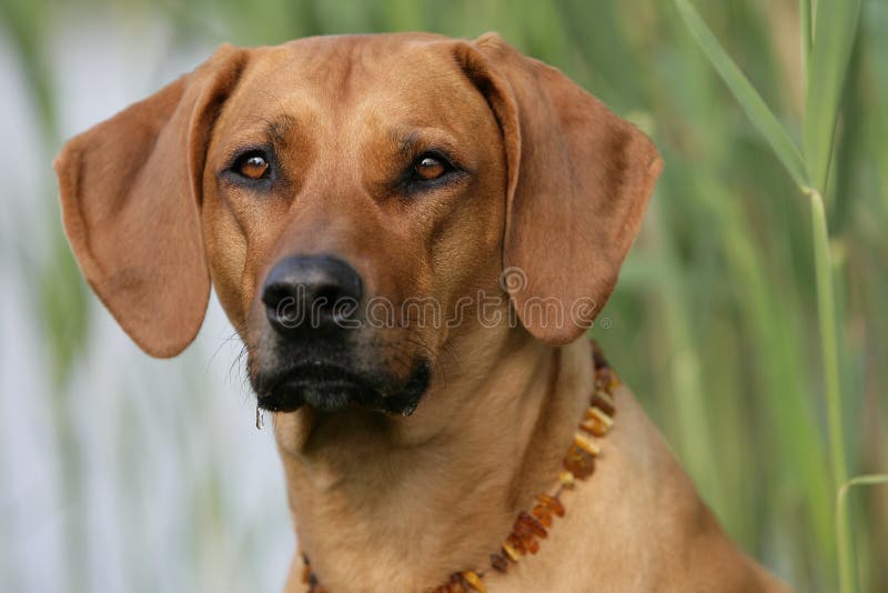 Rhodesian ridgeback σκυλιών στοκ εικόνες