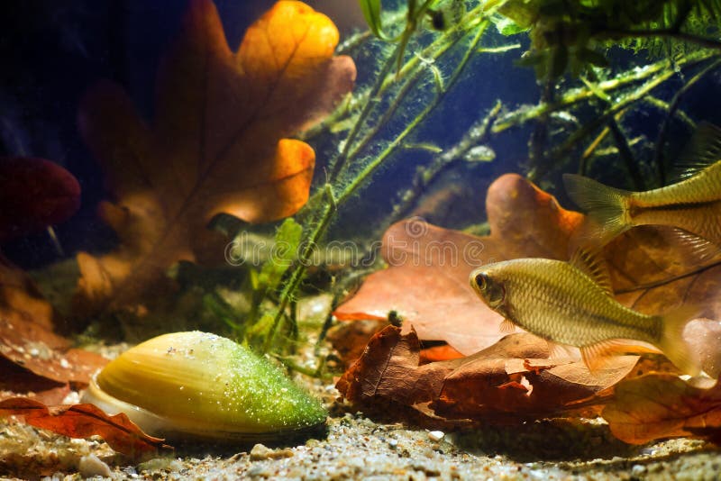 Rhodeus amarus, European bitterling, wide-spread wild fish swims near Unio pictorum, painter`s mussel, aquatic bivalve mollusk, in spotlight, freshwater coldwater biotope aquarium. Bivalve shell stock images, royalty-free photos and pictures