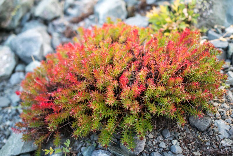 Как выглядит красная щетка трава Rhodiola в горах Altai, Россия Стоковое Изображение - изображение насчитывающей 
