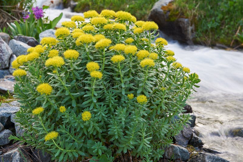 Rhodiola rosea stock image Rhodiola rosea stock image