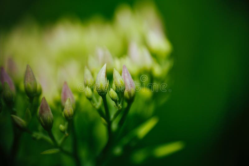 Rhodiola roseablomning, skott för medicinalväxtcloseupmakro fotografering för bildbyråer Rhodiola roseablomning, skott för medicinalväxtcloseupmakro fotografering för bildbyråer