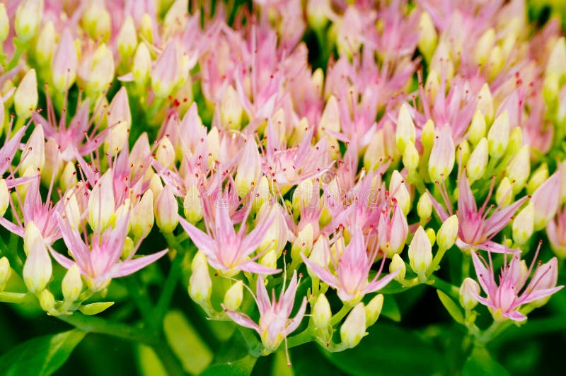 Rhodiola roseablomning, skott för medicinalväxtcloseupmakro arkivfoto Rhodiola roseablomning, skott för medicinalväxtcloseupmakro arkivfoto