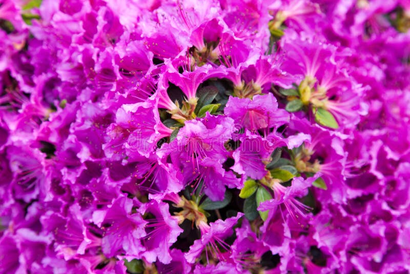 Rhododendron stock photo Rhododendron stock photo