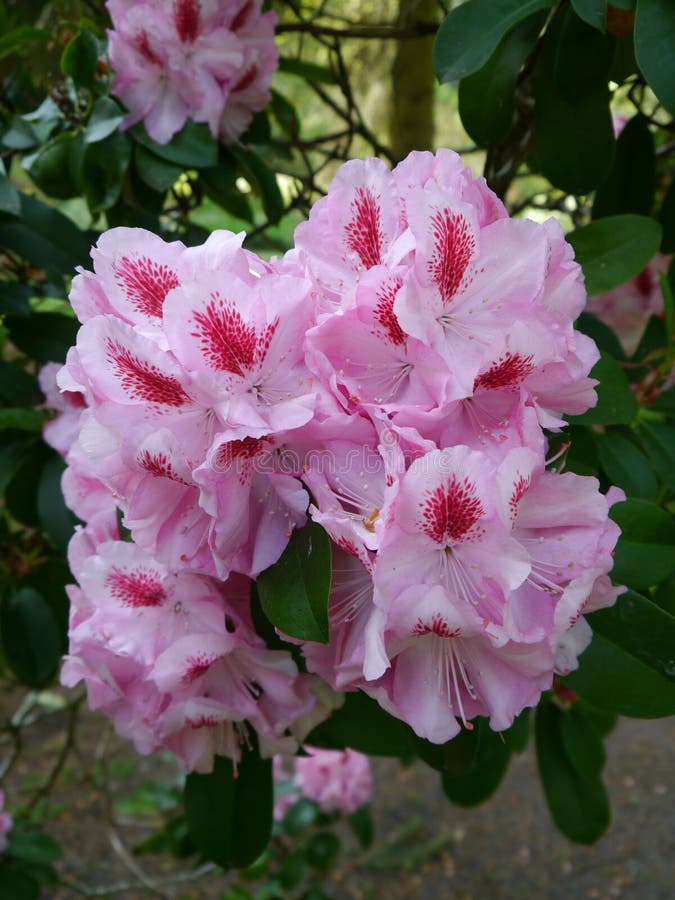 Rhododendron στοκ εικόνες Rhododendron στοκ εικόνες