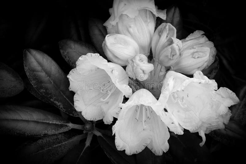 Rhododendron stock photos