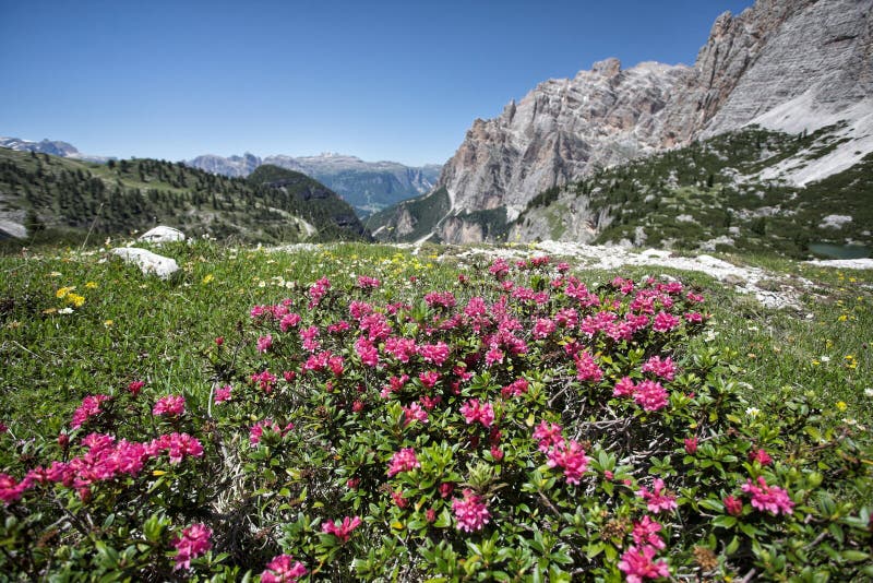 Rhododendron in Alpine valley