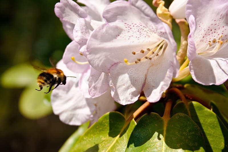 Rhododendron and attracted bumblebee