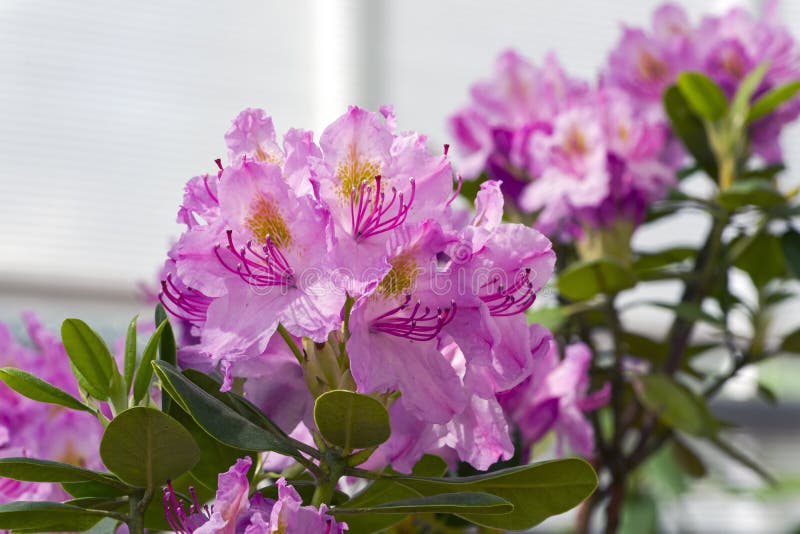 Rhododendron Av Den Irina Arten Fotografering för Bildbyråer Bild av