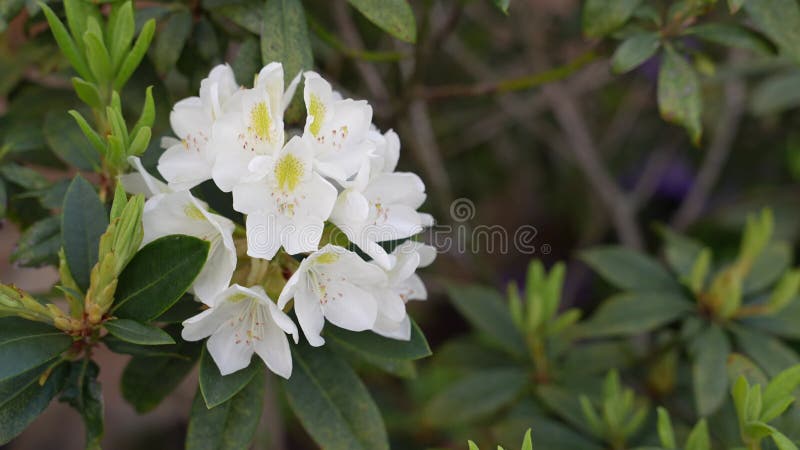 Rhododendron Bloom Closeup