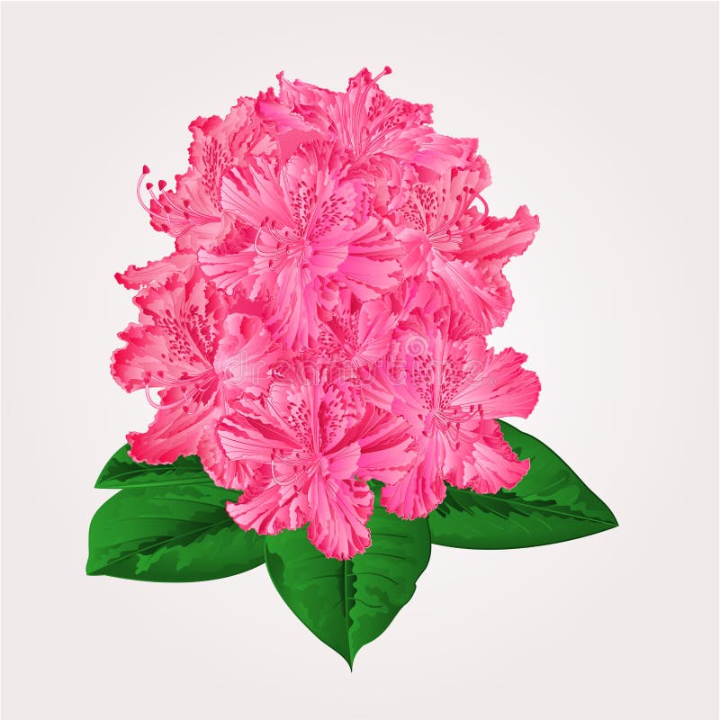 Rhododendron in bloom pink flower Mountain shrub vector illustration. Rhododendron in bloom pink flower Mountain shrub vector illustration