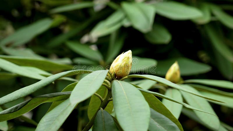 Rhododendron blooming flower bud on a garden evergreen bush