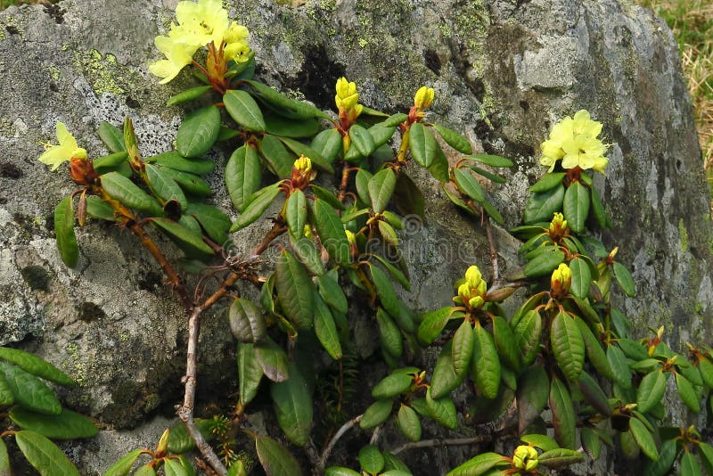 Rhododendron blooming flowers in the spring garden royalty free stock photo Rhododendron blooming flowers in the spring garden royalty free stock photo