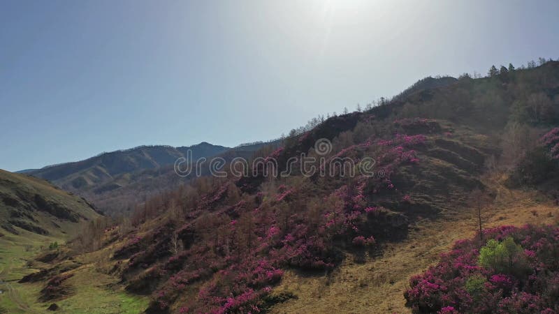 Rhododendron bushes at the beginning of flowering on Altai