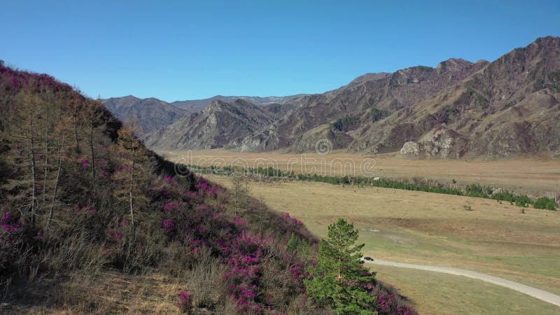 Rhododendron bushes at the beginning of flowering on Altai