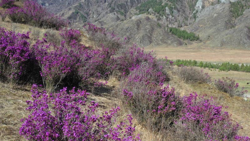 Rhododendron bushes at the beginning of flowering on Altai