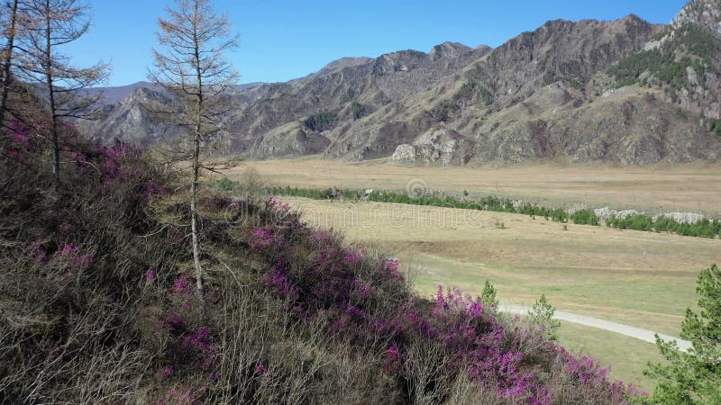 Rhododendron bushes at the beginning of flowering on Altai