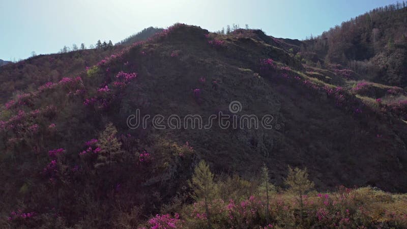 Rhododendron bushes at the beginning of flowering on Altai