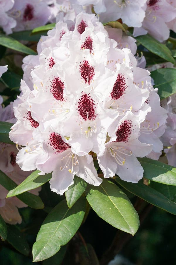 Rhododendron Calsap stock image. Image of nature, flora - 73187451