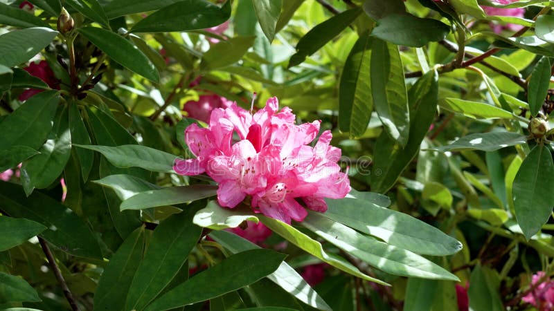 Rhododendron catawbiense red flower in bloom