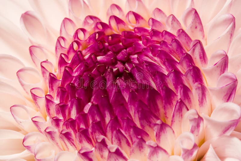 Rhododendron closeup