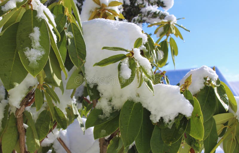 Overnight fresh snow covered on a evergreen rhododendron tree with clear blue sky. Overnight fresh snow covered on a evergreen rhododendron tree with clear blue sky