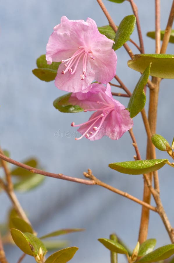 Rhododendron dauricum stock images