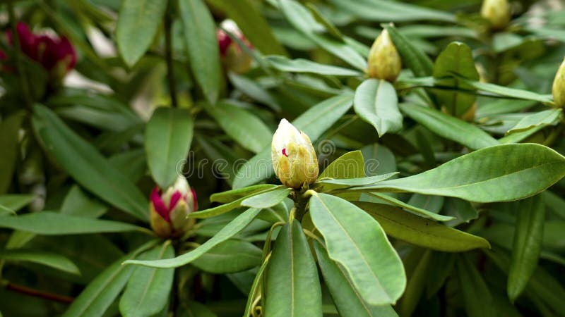 Rhododendron evergreen shrub with green spring flower buds in botanical garden