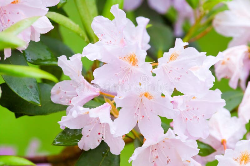 Rhododendron flowers close up royalty free stock photos Rhododendron flowers close up royalty free stock photos