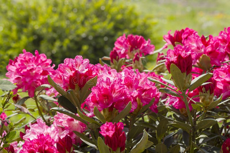 Rhododendron stock image. Image of bloom, flower, garden 71504349