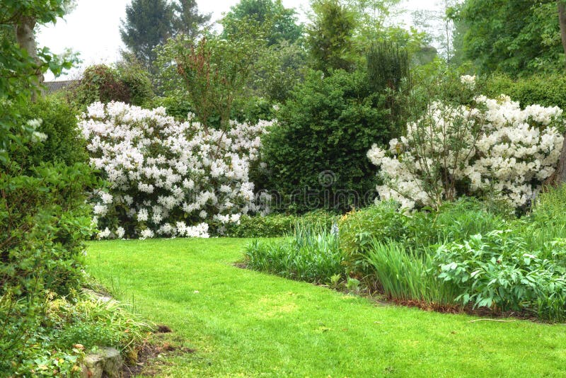 Rhododendron Garden Flowers in May Stock Image Image of spring, outdoors 255234813