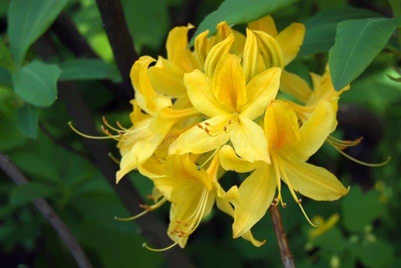 Rhododendron Japanese yellow