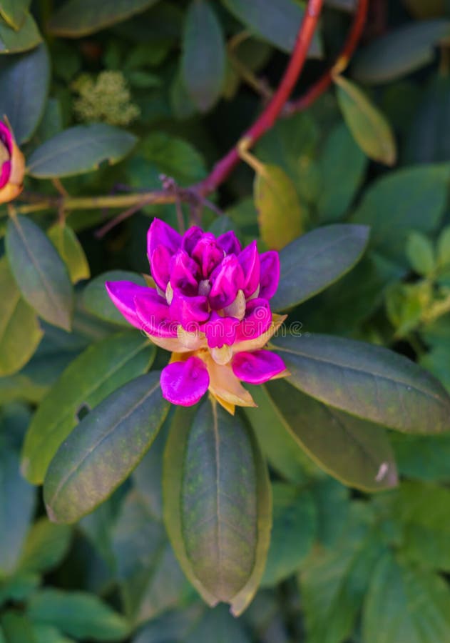Rhododendron lilac flower bud in a city park royalty free stock images Rhododendron lilac flower bud in a city park royalty free stock images