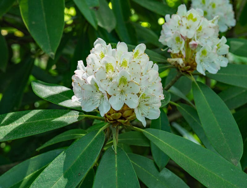 Rhododendron maximum - Great Rhododendron