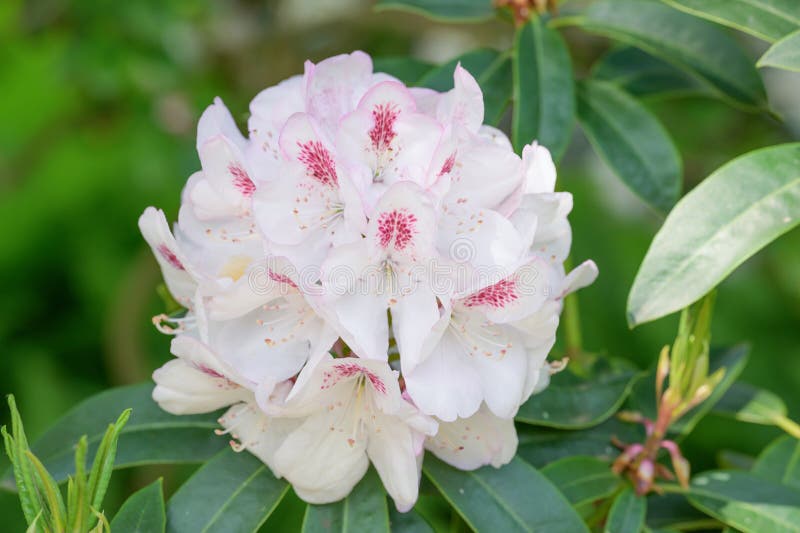 Hybrid Rhododendron Mrs Lionel de Rothschild a shrub in the heath family Ericaceae. High resolution botanical stock photo, inflorescence, botanical flora rarity, cultivar, variety or hybrid, endemic in natural habitat. Hybrid Rhododendron Mrs Lionel de Rothschild a shrub in the heath family Ericaceae. High resolution botanical stock photo, inflorescence, botanical flora rarity, cultivar, variety or hybrid, endemic in natural habitat.