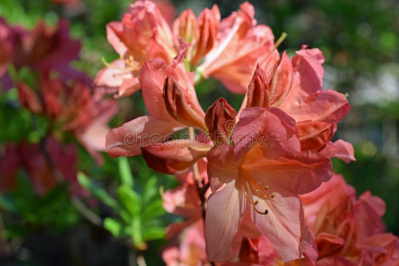 Rhododendron molle japonicum