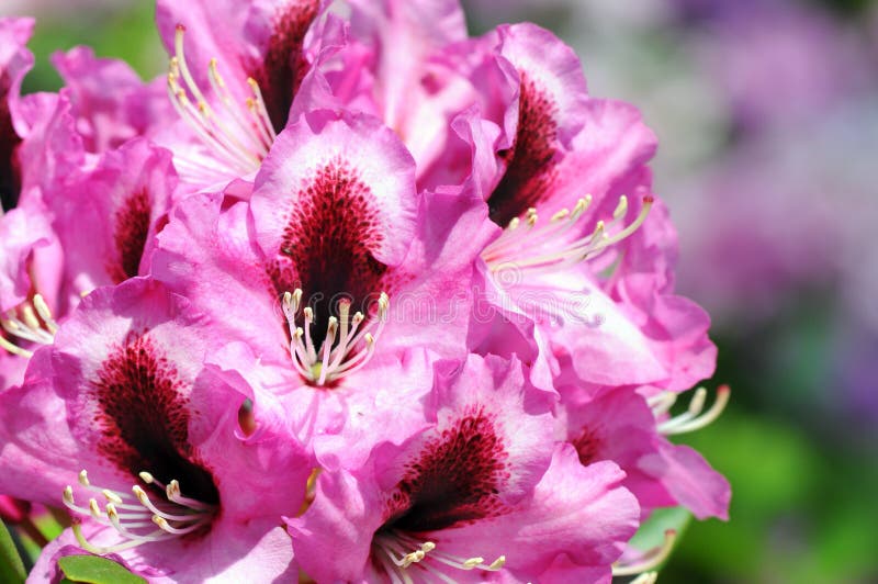 Rhododendron with pink purple flowerheads. stock photography Rhododendron with pink purple flowerheads. stock photography