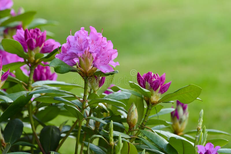 Rhododendron shrub