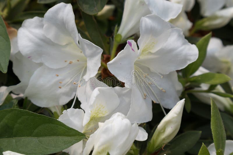 Rhododendron simsii Planch. stock image Rhododendron simsii Planch. stock image