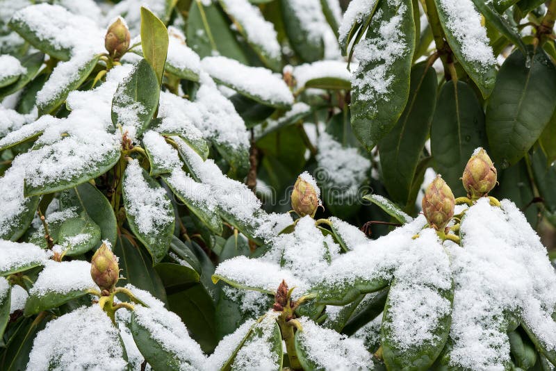 Frost on Rhododendron stock image. Image of blossom, rhododendron