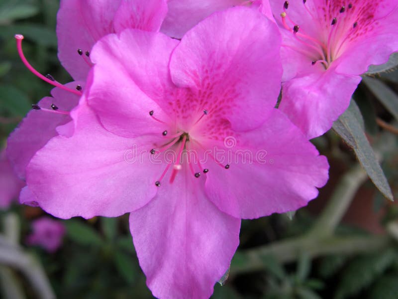 Rhododendron Πολύ όμορφα λουλούδια στοκ φωτογραφία με δικαίωμα ελεύθερης χρήσης