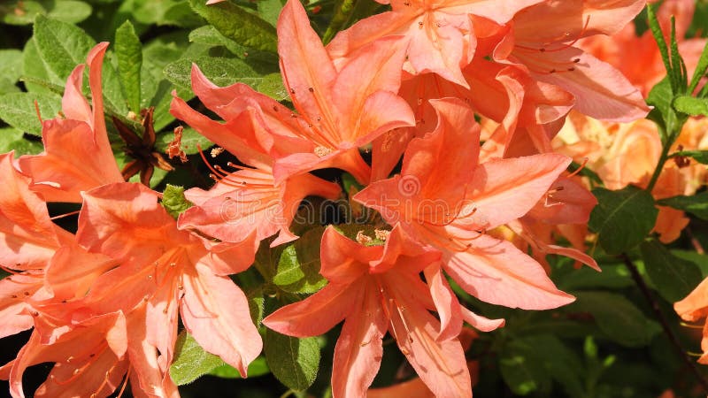 rhododendrons royaltyfria bilder rhododendrons royaltyfria bilder